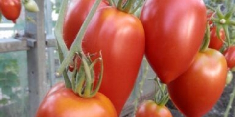 Legenda paradajza tarasenko: opis sorte, fotografija, recenzije