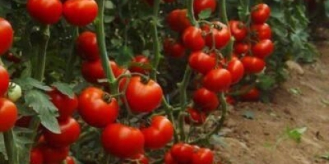 Kauč ​​krompir rajčice: opis sorte, fotografije, recenzije