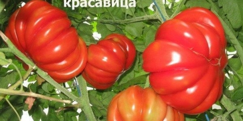 Ljepota rajčice lorraine: opis sorte, fotografije, recenzije