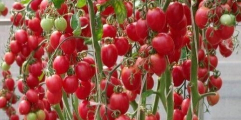 Paradajz u plamenu maline: fotografija, opis sorte, recenzije