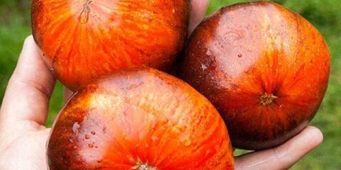 Alice's dream paradajz: opis sorte, fotografije, recenzije