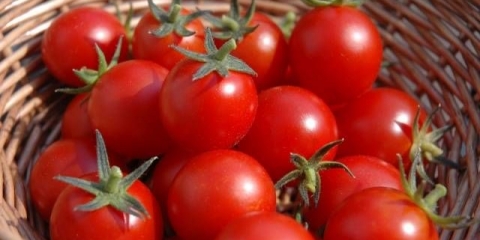 Paradajz: male rane sorte za otvoreno tlo