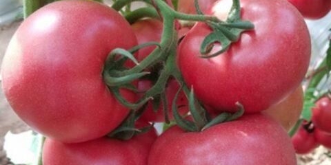 Paradajz ružičasti garant f1: opis sorte, fotografije, recenzije