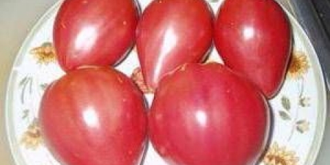 Tomatoes pink spam: recenzije sa fotografijama