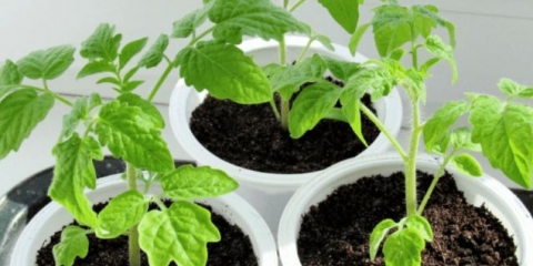 Ruske kupole paradajza: opis sorte, fotografije, recenzije