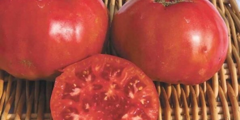 Šećerna rajčica: opis sorte, fotografija, recenzije