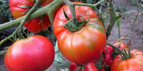 Paradajz šećer pudovichok: opis sorte, fotografije, recenzije