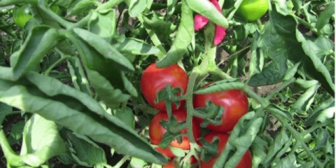 Sibirski patuljasti paradajz: karakteristike i opis sorte, fotografije, recenzije