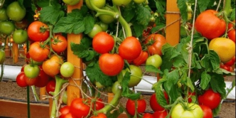 Sofa f1 paradajz: opis sorte, fotografija, recenzije, video