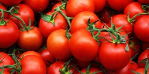 Paradajz hurricane f1: opis, fotografija, recenzije vrtlara