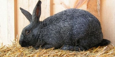 Proljev kod kunića - uzroci i liječenje