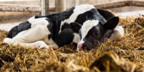 Proljev kod teladi: kućno liječenje narodnim lijekovima (brzo)