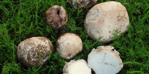 Porkhovka olovno siva: opis i fotografija, jestivost