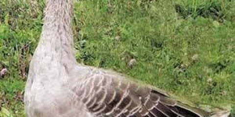 Pasmina gusaka - velike sive