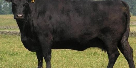 Angus rasa goveda