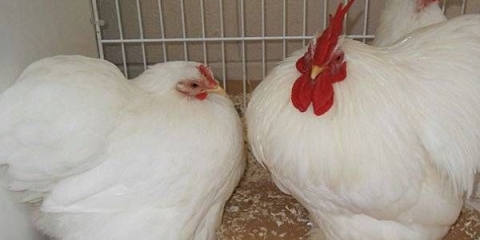 Bantam pasmina pilića