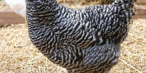 Dominantna pasmina pilića - opis i karakteristike