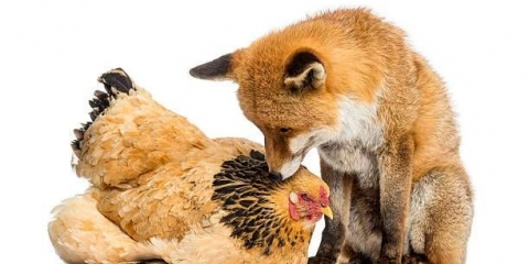 Pasmina pilića foxy: opis + fotografija