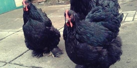 Rasa pilića cochinhin: držanje i uzgoj