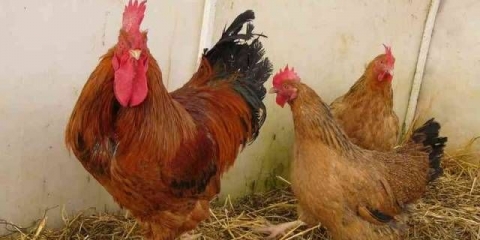 Pasmina pilića kuchinsky godišnjica: karakteristike, recenzije