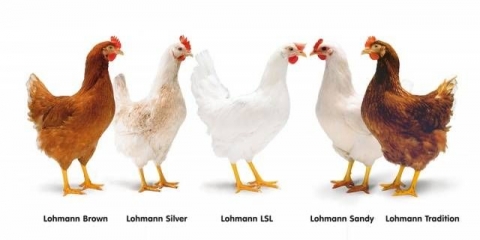 Rasa pilića je lomljeno smeđa: opis, sadržaj