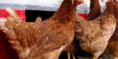 Slomljena smeđa pasmina pilića: prednosti i nedostaci, opis, karakteristike i produktivnost