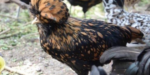 Padova pasmina pilića - opis i karakteristike