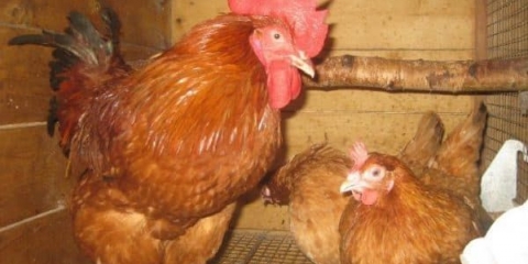 Rasa pilića mađarski div - opis i karakteristike