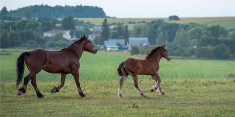 Rasa konja vladimir teški kamion
