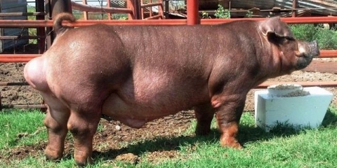 Duroc pasmina svinja - opis, karakteristike