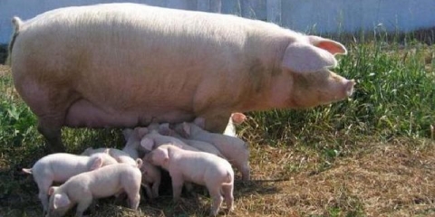 Landrace pasmina svinja - opis, karakteristike