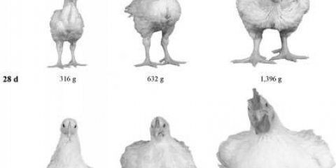 Pasmine pilića brojlera sa fotografijama i opisima