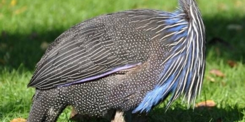 Pasmine biserki sa fotografijama i opisima