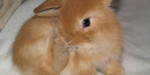 Pasmine ukrasnih zečeva sa fotografijama i imenima