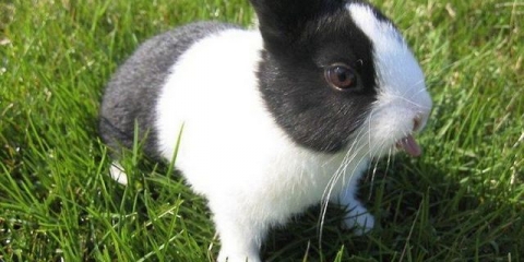 Pasmine ukrasnih zečeva