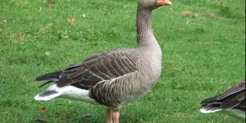 Pasmine guske sa fotografijama i imenima