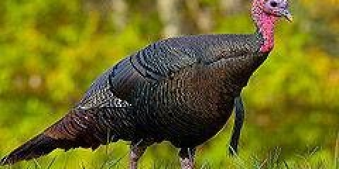 Pasmine brojlera ćuretina