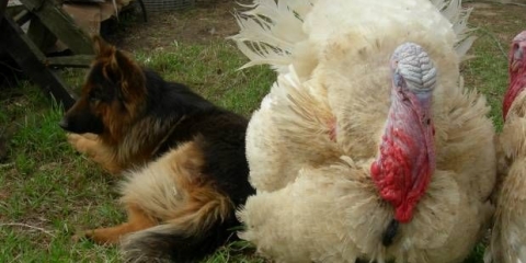 Pasmine ćuraka za kućni uzgoj + fotografija