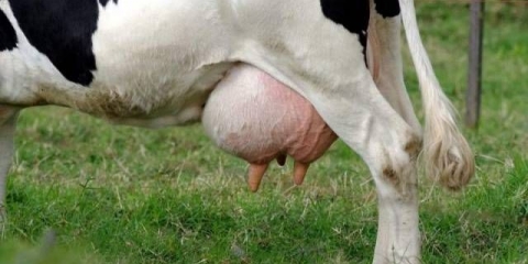 Pasmine mliječnih krava u rusiji: karakteristike, kako odabrati