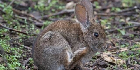 Pasmine zečeva za kućni uzgoj: karakteristike + fotografija