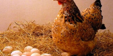 Pasmine kokošaka nosilja sa fotografijama i imenima