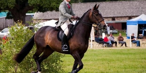 Pasmine konja sa fotografijama i imenima