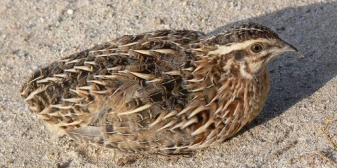 Pasmine prepelica: karakteristike sa fotografijama