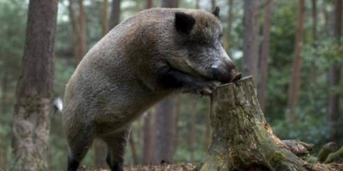 Pasmine svinja sa fotografijama i imenima