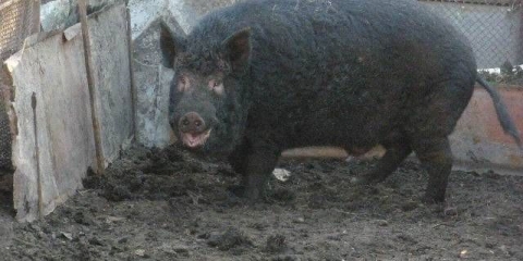 Karmaly prasadi: njega i hranjenje