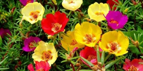 Portulak - kakva biljka, kako izgleda, opis