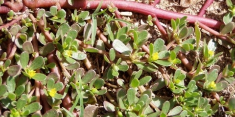 Vrtni portulak: zdravstvene prednosti, fotografija