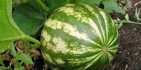 Sadnja lubenica na otvorenom terenu