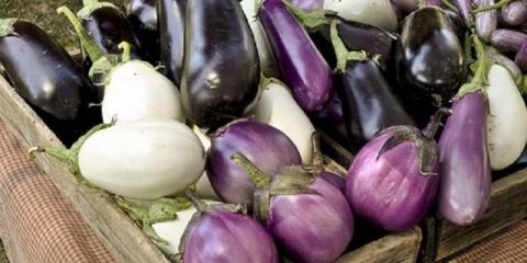 Sadnja sadnica patlidžana prema lunarnom kalendaru