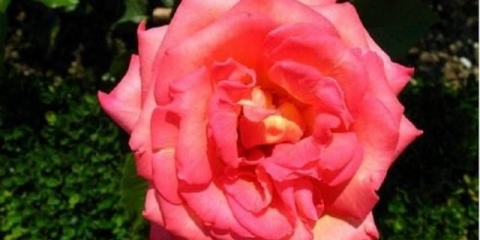 Sadnja hibridnih čajnih ruža u proljeće